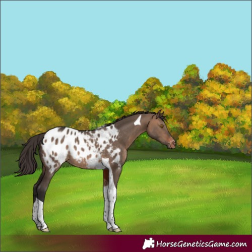 Horse Color:Brown Dun Tobiano Appaloosa Rabicano 
