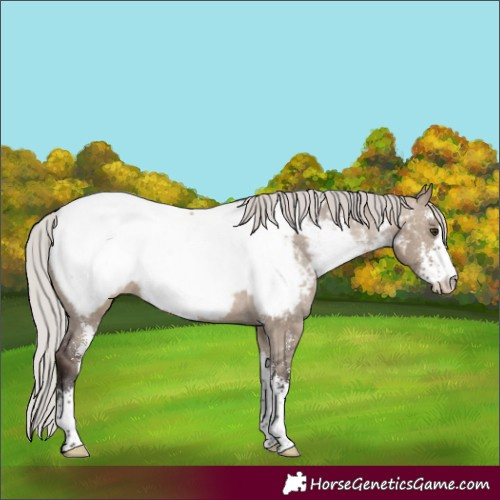 Horse Color:Silver Brown Dun Sabino Near Fewspot 