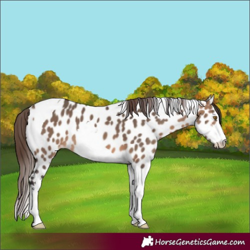 Horse Color:Brown Dun Sabino Tobiano Appaloosa