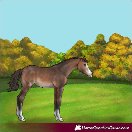 Horse Color:Bay Sabino 
