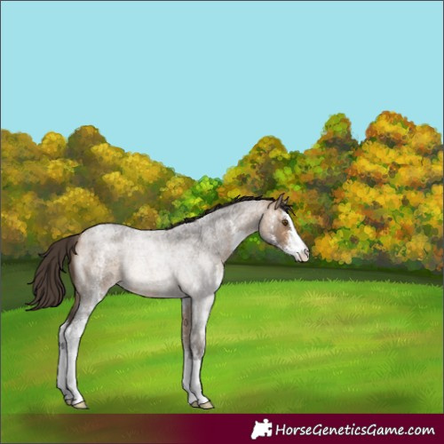 Horse Color:Buckskin Roan Sabino