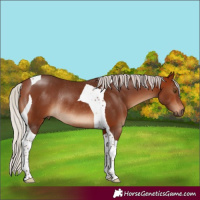Horse Color:Silver Bay Tobiano Rabicano