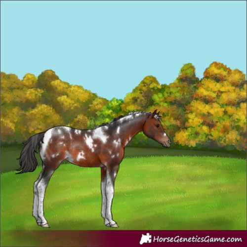 Horse Color:White Spotted Brown Tobiano Rabicano