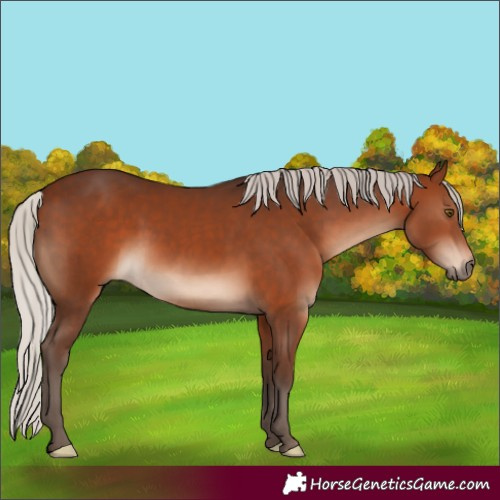 Horse Color:White Spotted Silver Brown