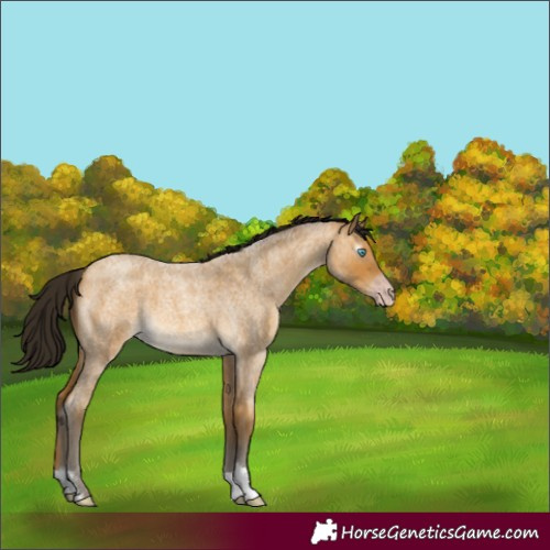 Horse Color:Gray Amber Cream Champagne Roan 