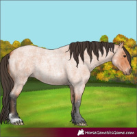 Horse Color:Bay Roan 