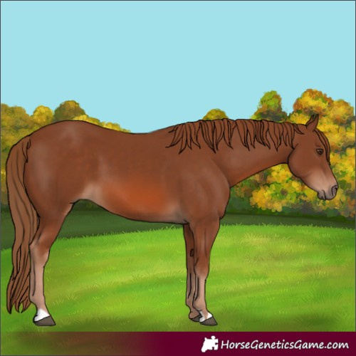 Horse Color:Chestnut 