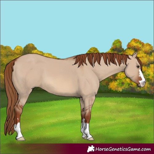 Horse Color:Red Dun 