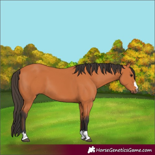 Horse Color:Bay 