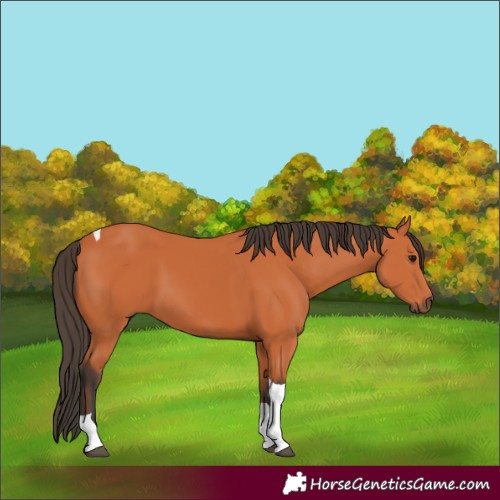 Horse Color:Bay Tobiano