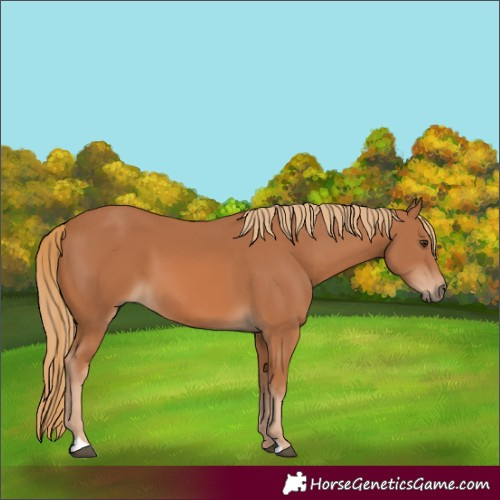 Horse Color:Chestnut 