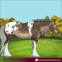 Horse Color:Gray Silver Brown Dun Tobiano Appaloosa Rabicano Brindle 