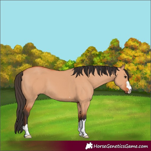 Horse Color:Bay Dun 
