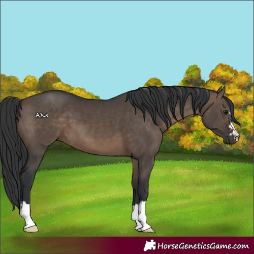 Horse Color:Brown Dun 