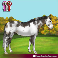 Horse Color:Buckskin Sabino Frame 