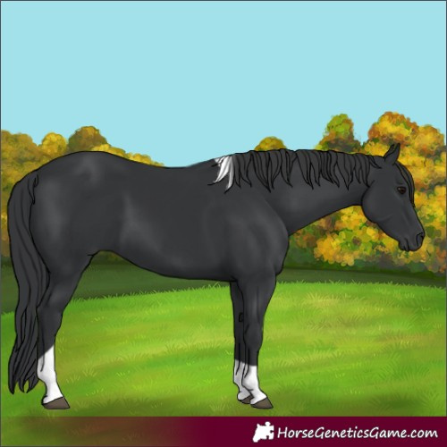 Horse Color:Black Tobiano 