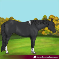 Horse Color:Black Tobiano 