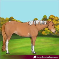 Horse Color:Chestnut Tobiano 