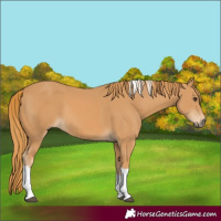 Horse Color:Chestnut Tobiano 