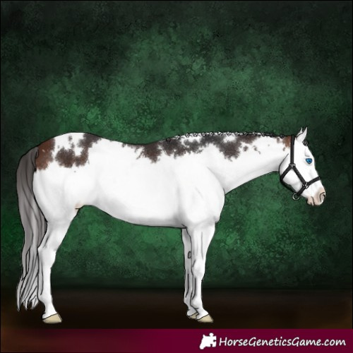 Horse Color:White Spotted Bay Splash 
