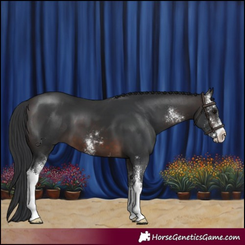 Horse Color:Brown Sabino 