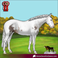 Horse Color:White Spotted Silver Brown Splash Tobiano Varnish Rabicano 