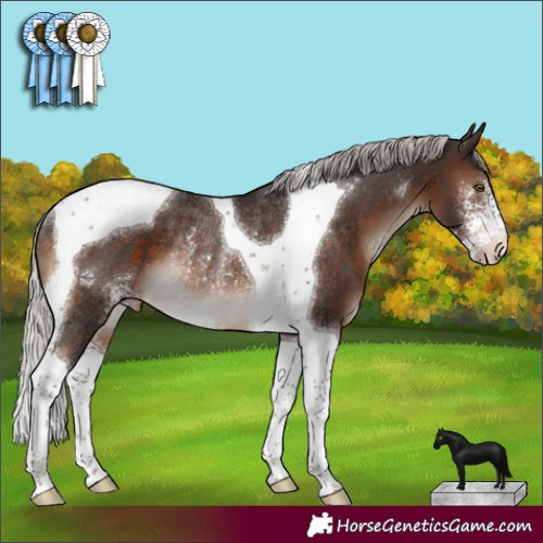 Horse Color:Silver Brown Sabino Tobiano Appaloosa Rabicano 