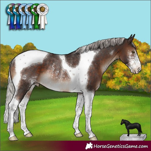 Horse Color:Silver Brown Sabino Tobiano Appaloosa Rabicano 