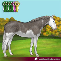 Horse Color:Silver Black Sabino Splash