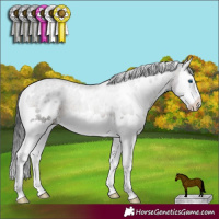 Horse Color:White Spotted Brown Splash 