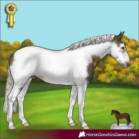 Horse Color:Silver Buckskin Sabino Tobiano Frame 