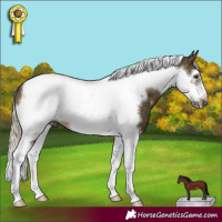 Horse Color:Silver Buckskin Sabino Tobiano Frame