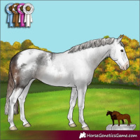 Horse Color:Liver Chestnut Sabino Splash 