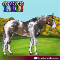 Horse Color:White Spotted Buckskin Splash Tobiano Frame