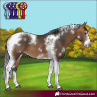 Horse Color:White Spotted Buckskin Splash Tobiano Frame 