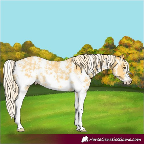 Horse Color:Palomino Sabino