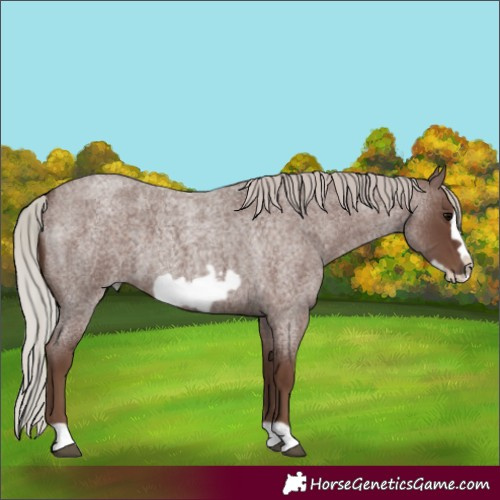 Horse Color:Silver Blue Roan Frame 