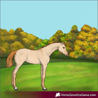 Horse Color:Red Dun Tobiano