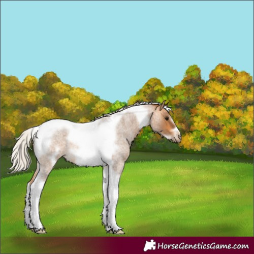 Horse Color:Silver Buckskin Roan Tobiano Frame Rabicano 