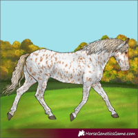 Horse Color:Chestnut Appaloosa 