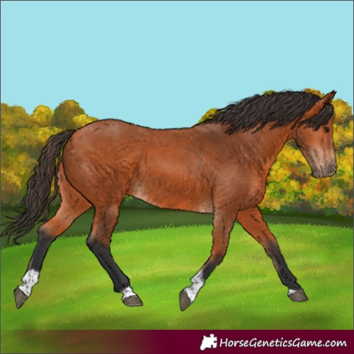 Horse Color:Bay Tobiano 