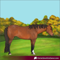 Horse Color:Bay 