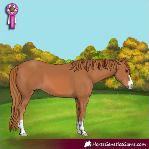 Horse Color:Chestnut 