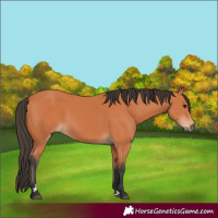 Horse Color:Bay 