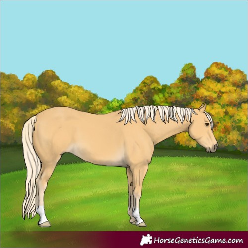 Horse Color:Palomino 
