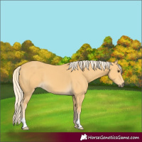Horse Color:Palomino