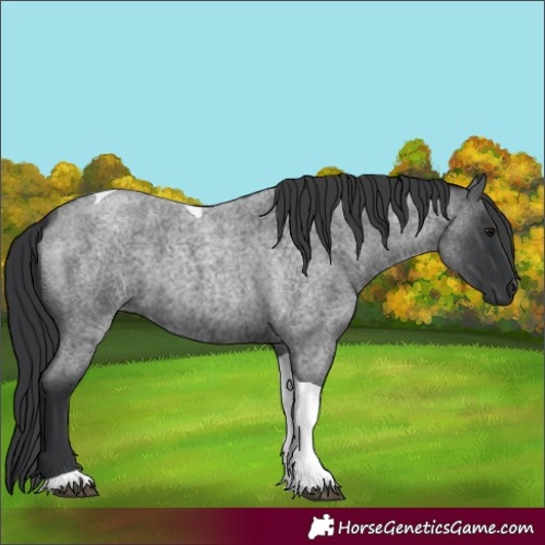 Horse Color:Blue Roan Tobiano 