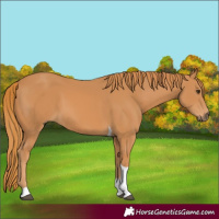 Horse Color:Chestnut Tobiano 