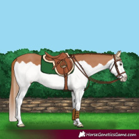 Horse Color:Chestnut Splash 