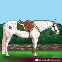 Horse Color:Chestnut Splash Near Leopard 